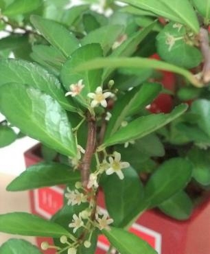 変わった植物たちが入荷！｜「花鶴」　（愛知県刈谷市の花キューピット加盟店 花屋）のブログ
