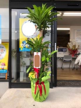観葉植物をお届けしました｜「花鶴」　（愛知県刈谷市の花キューピット加盟店 花屋）のブログ