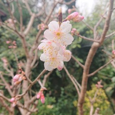 桜 開花！｜「花鶴」　（愛知県刈谷市の花キューピット加盟店 花屋）のブログ