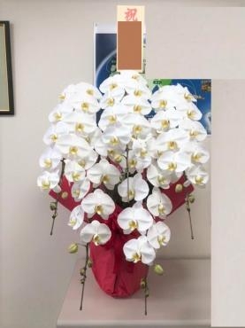 豪華な胡蝶蘭鉢物　5本立！｜「花鶴」　（愛知県刈谷市の花キューピット加盟店 花屋）のブログ