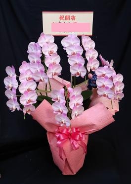 開店祝　胡蝶蘭鉢物　ピンク系｜「花鶴」　（愛知県刈谷市の花キューピット加盟店 花屋）のブログ