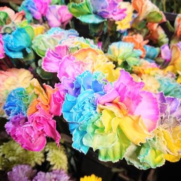 レインボーカーネーション 花屋ブログ 愛知県刈谷市の花屋 花鶴にフラワーギフトはお任せください 当店は 安心と信頼の花キューピット加盟店です 花キューピットタウン