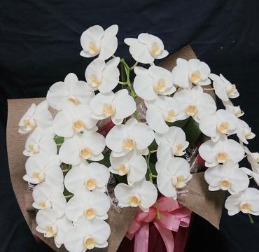 各種お祝いに　胡蝶蘭！｜「花鶴」　（愛知県刈谷市の花キューピット加盟店 花屋）のブログ