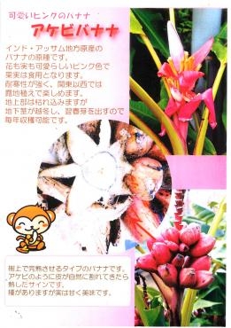 入荷速報！｜「花鶴」　（愛知県刈谷市の花キューピット加盟店 花屋）のブログ
