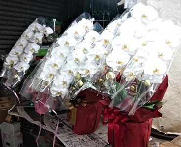 胡蝶蘭のご注文　ありがとうございました。｜「花鶴」　（愛知県刈谷市の花キューピット加盟店 花屋）のブログ