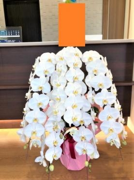 胡蝶蘭　お届けしました｜「花鶴」　（愛知県刈谷市の花キューピット加盟店 花屋）のブログ