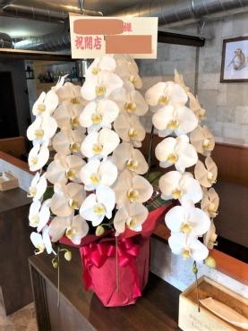 開店祝　胡蝶蘭｜「花鶴」　（愛知県刈谷市の花キューピット加盟店 花屋）のブログ