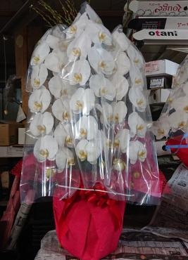 創立30周年祝　胡蝶蘭　白　3本立｜「花鶴」　（愛知県刈谷市の花キューピット加盟店 花屋）のブログ